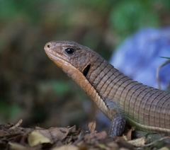 Broadleysaurus major