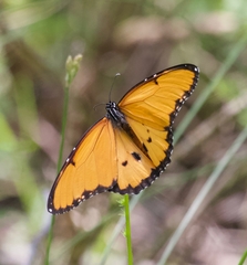 Danaus chrysippus dorippus