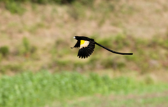 Montane Widowbird photo 3