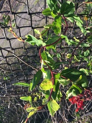 Lonicera sempervirens