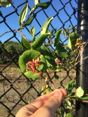 Lonicera sempervirens