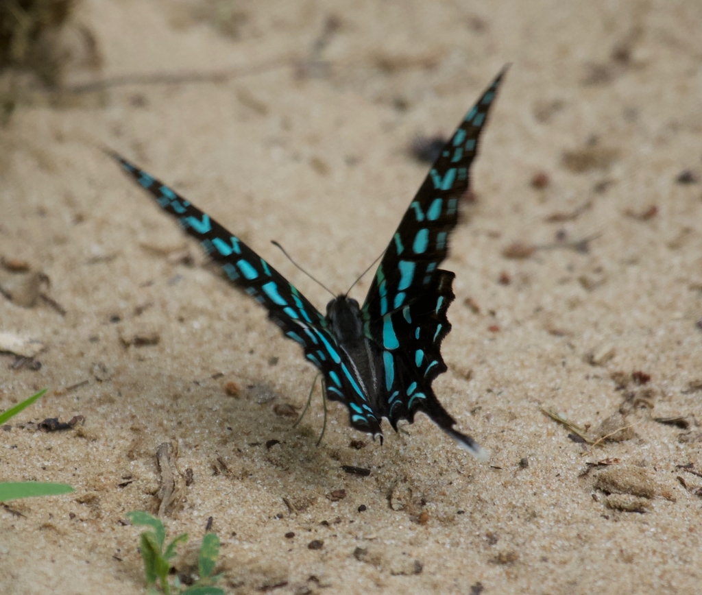 Dancing Swordtail