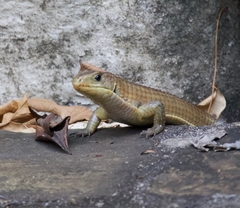 Broadleysaurus major