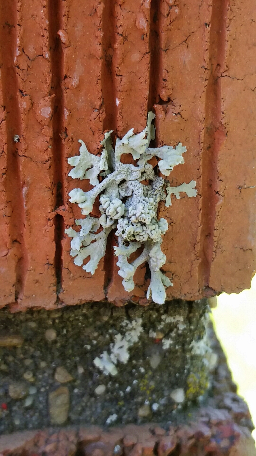 Physcia image