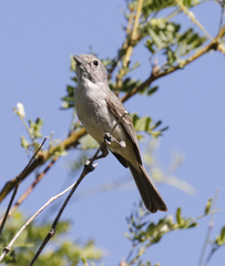 Vireo vicinior
