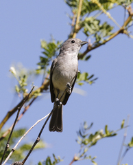 Vireo vicinior