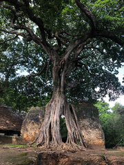 Ficus lingua