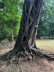 Ficus lingua