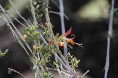 Anisacanthus thurberi