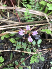 Astragalus nokoensis