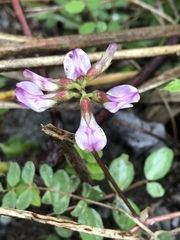 Astragalus nokoensis
