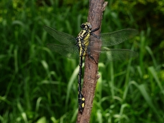 Gomphurus lineatifrons