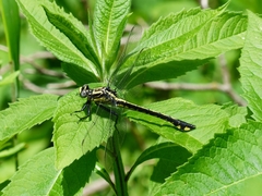 Gomphurus lineatifrons