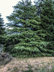Cedrus deodara