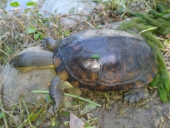 Mauremys mutica mutica