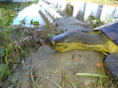 Mauremys mutica mutica