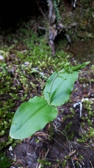 Neottia banksiana