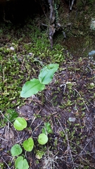 Neottia banksiana