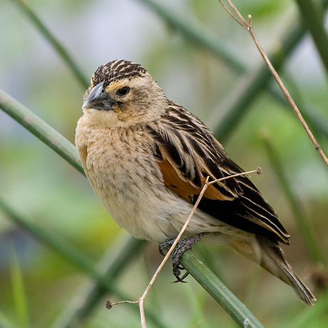 Fan-Tailed Widowbird