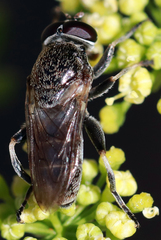 Myolepta aurinota