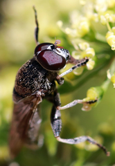 Myolepta aurinota