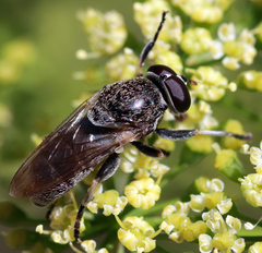Myolepta aurinota