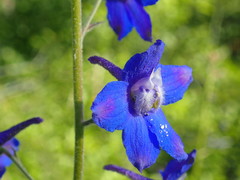 Delphinium alabamicum