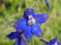 Delphinium alabamicum