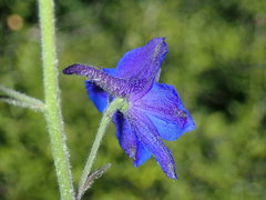 Delphinium alabamicum