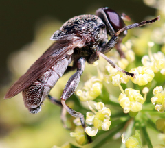 Myolepta aurinota