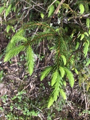 Picea morrisonicola