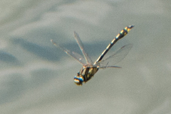 Phanogomphus kurilis