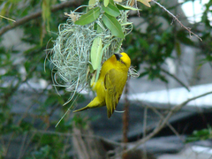 Holub's Golden Weaver photo 3