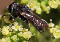 Myolepta aurinota