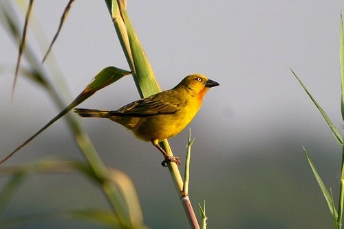 Holub's Golden-Weaver
