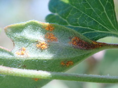 Cronartium ribicola