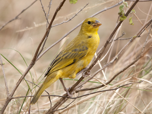 Holub's Golden-Weaver