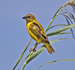 Southern Brown-Throated Weaver photo 3