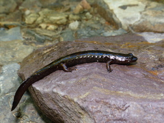 Desmognathus marmoratus