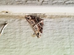 Xanthorhoe defensaria