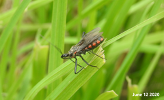 Rhynocoris leucospilus