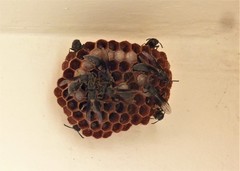 Mischocyttarus cassununga