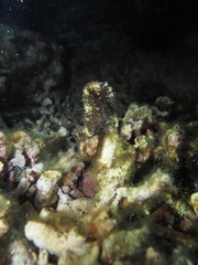 Hippocampus comes