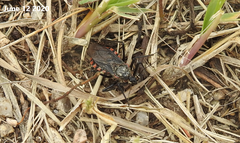 Rhynocoris leucospilus