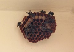 Mischocyttarus cassununga