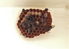 Mischocyttarus cassununga