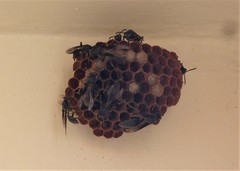 Mischocyttarus cassununga