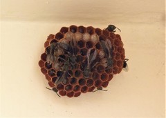 Mischocyttarus cassununga