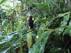 Alpinia sessiliflora