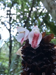 Alpinia sessiliflora